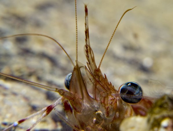 shrimp_close_up